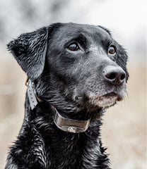 SportDOG Yard Trainer 300 | L.L.Bean on sale