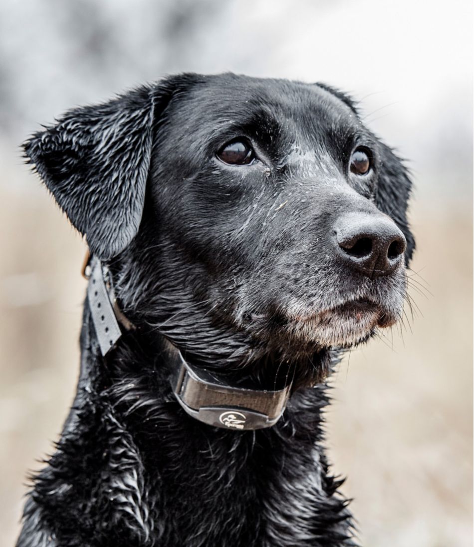 SportDOG Yard Trainer 300 | L.L.Bean on sale